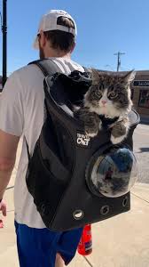 A wide variety of fat cat backpack options are available to you, such as feature, application. Your Cat Backpack By Travel Cat The 1 Cat Travel Brand In The World