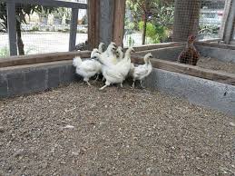 Ayam Kapas Usia 2 Bulan Hubungi Kami Untuk Pemesanan Macam Macam Ayam Hias Kami Siap Mengirimkan Ke Seluruh Indonesia Yang Terjangkau Ka Animals Photo Views