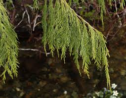 Image result for Cryptolepis hypoglauca