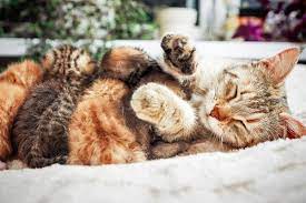 Meine katze ist glaub ich 16 wochen alt. Die Geburt Der Katzchen Herz Fuer Tiere De