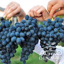 Moldova este un soi de struguri de masă cu o perioadă tîrzie de coacere (sfîrşitul lui septembrie). Vita De Vie Moldova Agrodenmar Ro