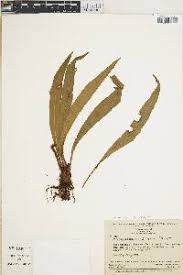 Image result for Elaphoglossum angulatum
