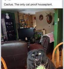 When you step out into the mojave desert and its 120 degrees. Cactus The Only Cat Proof Houseplant Imgur