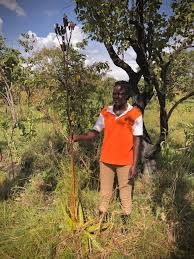 Image result for Aloe wollastonii