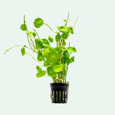 Image result for Hydrocotyle