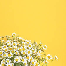Clare Nicolson On Instagram Aesthetic Backgrounds Flower Backgrounds Yellow Wallpaper
