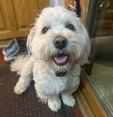 GM🫶🏻💕💕💕boop🐾