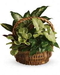 Emerald Garden Basket Garden Basket Plant Basket Dish Garden