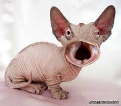 Catmeleon Photoshopped Animals Animal Mashups Creepy Animals