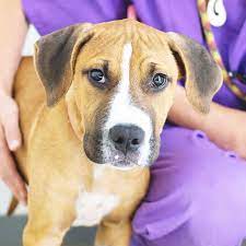 Nos gustan perros :) jump to. Comprar Un Perro De Forma Rapida Y Segura