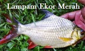 Pekasam patin / pekasam lampam jawa kena tunggu stock akan datang. Anim Agro Technology Ikan Lampam Sungai