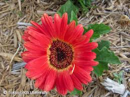 Image result for Gerbera jamesonii