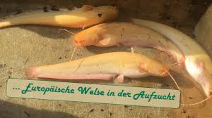 List of rivers of brandenburg. Europaische Welse Silurus Glanis Als Jungtiere Und Albinos Youtube
