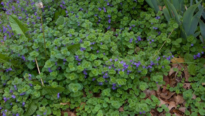 Dr. Dirt: Creeping Charlie covers ground fast