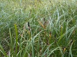 Image result for Carex sp.no.1