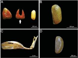 Image result for Ludwigia leptocarpa