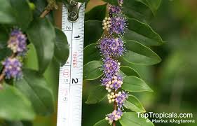 Image result for Memecylon sp. C