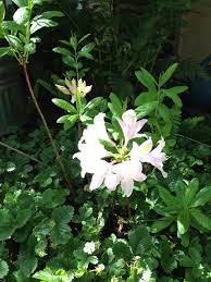 Western Azalea Rhododendron Occidentale California Native Plant That Has The Spiciest Most California Native Plants California Native Garden Trees To Plant