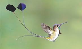Long legged, long necked grey bird, often stained with rust. Birds With Fancy Tail Feathers Magazines Dawn Com