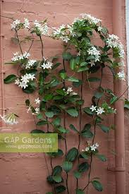 Image result for Marsdenia