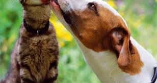 صور كلاب و قطط كيوت صور كلاب و قطط Cute Animals Animals Friendship Dog Quotes