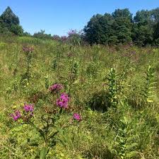 Image result for Vernonia purpurea