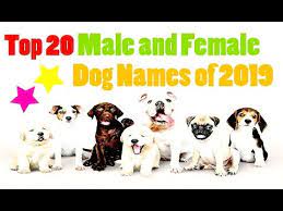 It is an especially good choice if you have a cute puppy of a smaller breed. Top 20 Unique Male And Female Dog Names In The World 2019 2020 Youtube