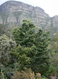 Image result for Podocarpus latifolius