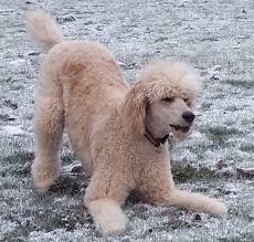We want every dog to have a wonderful home. Once You Ve Owned A Standard Poodle You Re Hooked Life As A Human