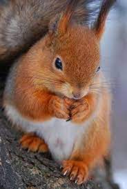 Related Image Animals Cute Animals Animals Beautiful