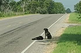 Jeg synes buddy er et godt navn på valpen! Trofast Er Et Passende Hundenavn Hunden Dk