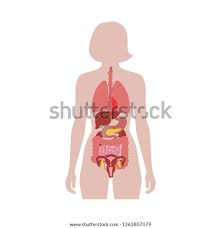 Internal organs in the human body? Internal Female Human Anatomy Free Human Body Organs Download Free Clip Art Free Clip Art On Clipart Library Ilan Kaitek