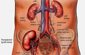 • the cost benefit of kidney transplantation compared to dialysis over a period of ten years (the median transplant survival time) is £241,000 or £24,100 per year for each year that the patient has a functioning transplanted kidney. Kidney Transplant In Turkey Kidney Transplant Cost In Turkey Vaidam Com