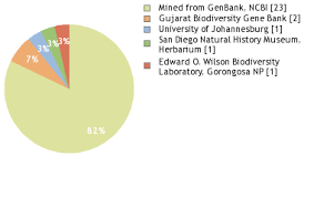 Image result for Bergia salaria