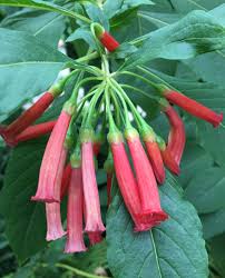 If the plant is a true species and not a hybrid or cultivar this shows where it is normally found naturally. Iochroma Wikiwand