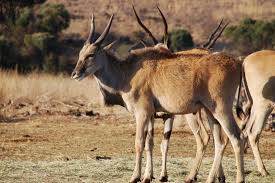 Image result for Beige Antelope 1983 Fleet