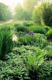Mixed Bed Ferns Hosta Iris Shade Garden Dream Garden Landscape Design