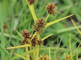 Image result for Cyperus squarrosus