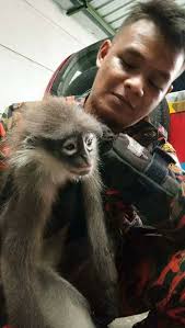 Typically, ekor lotongs are made of iron. Menyelamat Lotong Kelabu Trachypithecus Info Kemalangan Bencana Malaysia Facebook