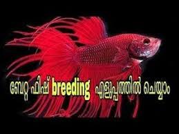We are providing you with info on each step leading up to their breeding, as well as their aftercare. How To Breed A Batta Fish In Malayalam Breeding Betta Fish Fish Breeding Breeds