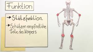 Knochen Bau Und Funktion Basiswissen Inkl Ubungen