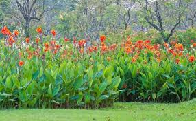 Frangipani Companions Garden Plants Design Australian Native Garden Frangipani