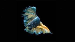 Halfmoon Betta Wallpaper 5 Of 7 Blue And Yellow Halfmoon Hd Wallpapers Wallpapers Download High Resolution Wallpapers Betta Fish Betta Fish Wallpaper