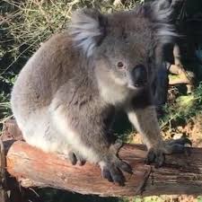 Faqs Koalas Sleep For Up To 22 Hours A Day Yes This Is The First Time That I See Koala Walk Sooooo Cute Koala Melbourne Koalas Koala Koala Bear