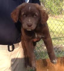Check spelling or type a new query. Great Pyrenees And Chocolate Lab Mix Online