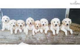 Both parents have been fully health tested and have superb temperaments. English Golden Retriever Puppy For Sale Near San Antonio Texas F5c0dffe 1061