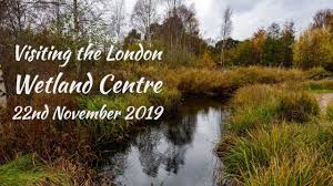 Wwt london wetland centre is a wetland reserve managed by the wildfowl and wetlands trust in the barnes area of the london borough of richmo. Visiting The London Wetland Centre 22nd November 2019 Youtube
