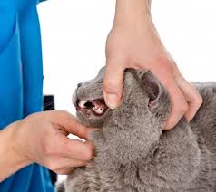 Seeing black spots on your gums? Color Changes In Cats Gums The Cats Inn
