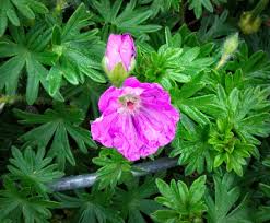 Image result for Geranium sanguineum Max Frei