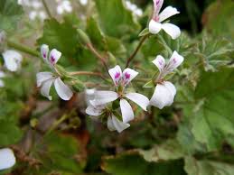 Image result for Radinosiphon leptostachya